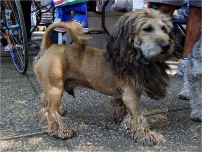 perro león
